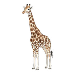Naklejka premium Standing Giraffe Illustration African Wildlife Animal Stock Image for Childrens Education and Design