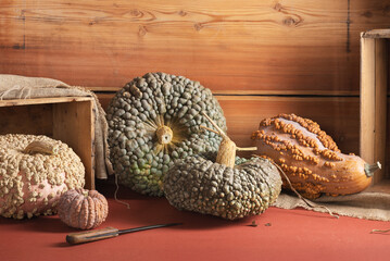Varieties Of Warty Pumpkins And Squash In Rustic Barn