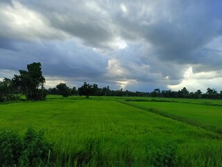 Naklejka premium Green Rice Field Under Cloudy Sky