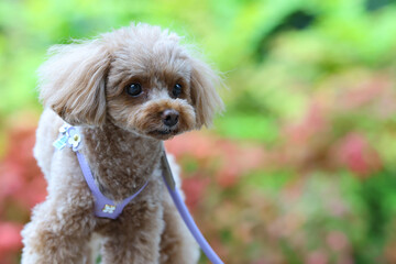 公園の景色を楽しむトイ・プードル