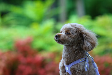 公園の風景を楽しむトイ・プードル