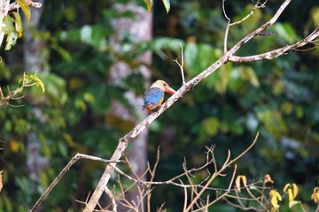 Stork-billed Kingfisher in Kinabatangan Wildlife Sanctuary, Sabah, Malaysia