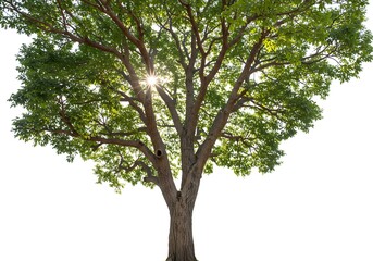 Fototapeta premium Sunlight shining through the green leaves of a tree isolated on white background