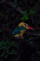 Stork-billed Kingfisher in Kinabatangan Wildlife Sanctuary, Sabah, Malaysia