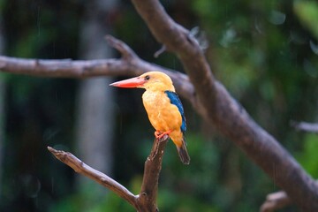Stork-billed Kingfisher in Kinabatangan Wildlife Sanctuary, Sabah, Malaysia