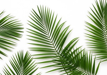 Obraz premium Green palm leaves isolated on white background, a tropical summer concept