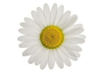Fototapeta premium White daisy flower isolated on white background, blooming chamomile head with yellow center, fresh spring marguerite blossom