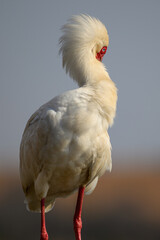 An African spoonbill perched on a branch grooming itself