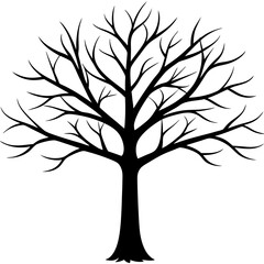 Fototapeta premium tree, without leaves Silhouette