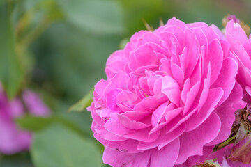 鮮やかなピンクの薔薇のクローズアップ