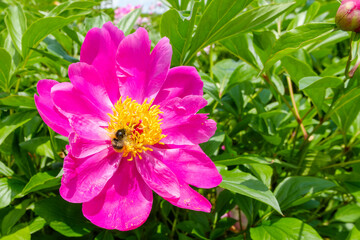 ピンクの芍薬と蜜蜂の共演