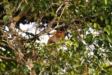 Proboscis Monkey in Kinabatangan Wildlife Sanctuary, Sabah, Malaysia