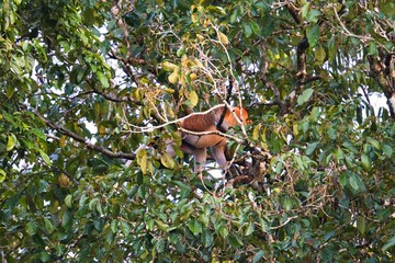 Proboscis Monkey in Kinabatangan Wildlife Sanctuary, Sabah, Malaysia