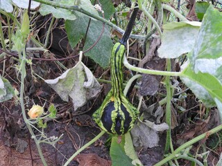 hard shell green crook neck gourd growing in garden