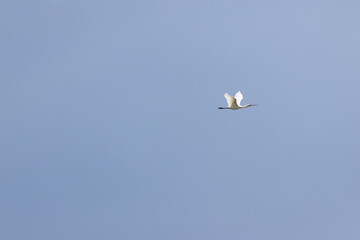 A spoonbill flies by in a gray-blue sky shortly before a storm, a white spoonbill in flight against a dark sky, a large white bird with a spoon-shaped beak, Platalea leucorodia