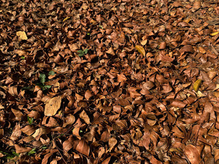 Background of pile brown dry leaves covering the ground