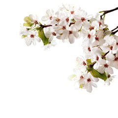 Obraz premium Spring blossoms on a branch (8)