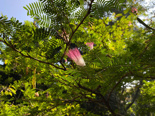 Pink white flower of Albizia julibrissin or persian silk tree