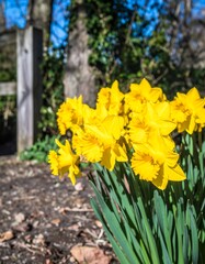 Bright yellow daffodils in spring