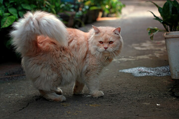 A single cat walking lonely