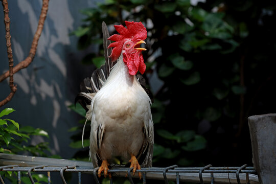 Chabo chicken standing on the fence