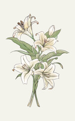 Hand Drawn Watercolor Calla Lily Flower Elegant Botanical Illustration