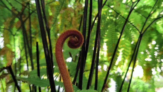 fern sprout and green leaves in the forest