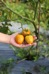 A photo of a hand holding a tomato still on the tree. The tomato looks very fresh.