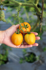 A photo of a hand holding a tomato still on the tree. The tomato looks very fresh.