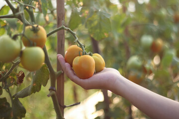 A photo of a hand holding a tomato still on the tree. The tomato looks very fresh.