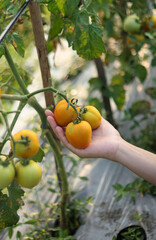 A photo of a hand holding a tomato still on the tree. The tomato looks very fresh.