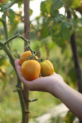 A photo of a hand holding a tomato still on the tree. The tomato looks very fresh.