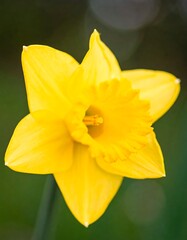 Bright yellow flower in garden (1)