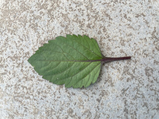 a beautiful green leave photo click by still
