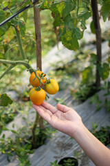A photo of a hand holding a tomato still on the tree. The tomato looks very fresh.