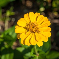 Bright yellow flower in garden (2)