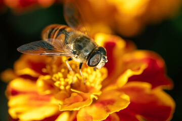 Syrphid fly eats nectar on a beautiful flower. Hoverfly on an orange-red flower in macro