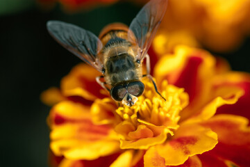 Hoverfly on an orange-red flower in macro. Syrphid fly on bright flower