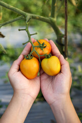 A photo of a hand holding a tomato still on the tree. The tomato looks very fresh.