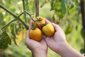 A photo of a hand holding a tomato still on the tree. The tomato looks very fresh.