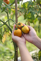 A photo of a hand holding a tomato still on the tree. The tomato looks very fresh.