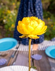 Bright yellow flower in garden setting