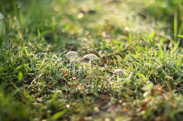 Photo of Parasola plicatilis mushroom in the morning, filled with very fresh dew drops.