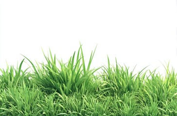 Lush, vibrant green grass blades against a stark white background, varying in height and density, creating a natural, horizontal border