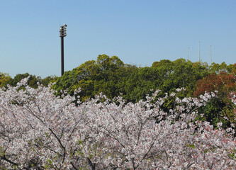 The floodlight for the baseball stadium can be seen above the cherry blossoms in the sports park.