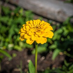 Bright yellow flower in garden