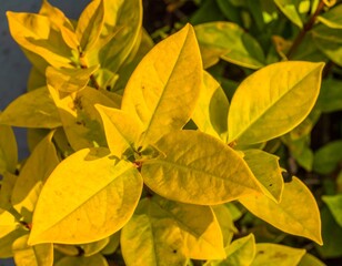Bright yellow leaves cluster