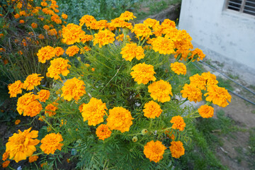 a beautiful yellow flower growing in garden