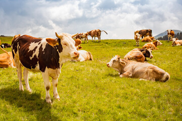 Cows resting and grazing on a mountain pasture under cloudy sky, symbolizing traditional...