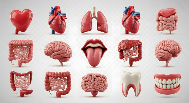 Human Anatomy A 3D Model Collection of Major Organs